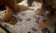 wanna see this white slut in black pants and satin panties fucked doggystyle with dirty french rimming?