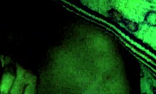 A lover savors sucking it with eager delight and rhythm