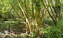 Hey, check this wild outdoor doggystyle bang in Brittany woods with her monster cock lover 😍🍆🌳