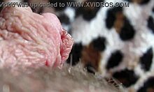 Close-Up View of Her Pulsing Big Clit During Intense Orgasm