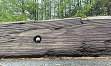 Wanna see my latest clit-licking outdoor flash in the wild forest?