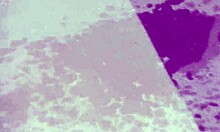 kiwi trashy milf tries pissing high like a dude but splatters everywhere hilariously