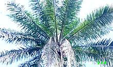 Blonde Bush Girl Rewards Palm Harvester with Wild Outdoor Big Cock Pounding