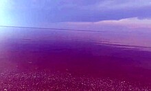 wild bikini milfs strut beach teasing big tits and asses