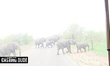 ebony babe fingers wet black pussy before sloppy bwc blowjob