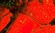 Cum hungry bbw wife blindfolded and moaning swallows every deepthroat drop in close-up homemade blowjob