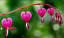 bangla group fuck with cute asian wife emotional romantic cum inside pussy