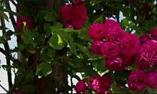 bangla group fuck with cute asian wife emotional romantic cum inside pussy