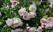 bangla group fuck with cute asian wife emotional romantic cum inside pussy