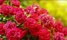 bangla group fuck with cute asian wife emotional romantic cum inside pussy