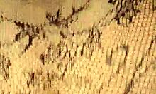 Intense doggy pounds massive latina bbw ass in lingerie