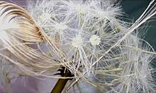 Holy shit hot Dutch milf Danique screams on huge white cock!