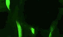 Chilena amateur sucks cock hungrily and deep