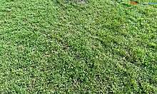 barefoot cutie teases feet while stroking cock outdoors this fall