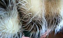 deepthroat goddess in leather fur teases cameltoe, swallows cum with fat ass worship