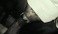 neighbor housewife sneaks over nightly to deepthroat my thick bbc before bed