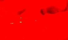 i luv suckin this cock hungry milf strokes n swallows cum