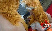 raposinha moans in bliss from raposao's deep doggystyle pounding