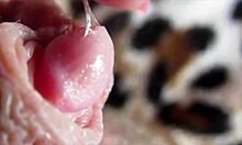 i'm rubbin' my huge clitoris so hard it jerks into huge orgasm