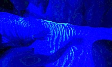 submissive milf kneels for closeup blowjob swallows every drop of cum