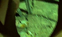 exhibitionist dude strips naked at crowded restaurant