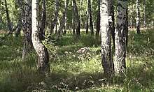 A girl masturbates in forest knowing someone watches outdoors