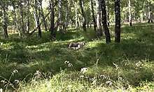 A girl masturbates in forest knowing someone watches outdoors