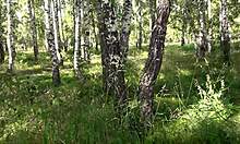 A girl masturbates in forest knowing someone watches outdoors