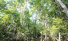 A Thai Girl Was Walking Around The Forest And Suddenly Had To Pee