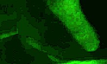 Bj and finger mature amateur in homemade phone session