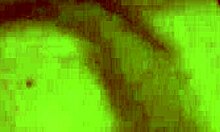 I watch verbal white dudes bone hard in rough session