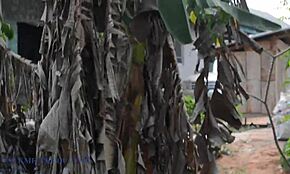 Mad BBW In Costume Picked From Bin Fucked Hard By Lonely Guy