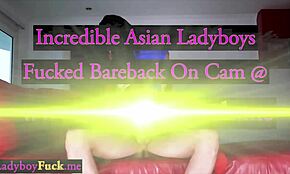 ליידיבוי תאי עם זין גדול מוצץ ללקוח ואז לוקח אנאל קשה!