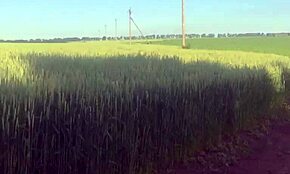 Éjac rapide dans ma culotte en plein champ